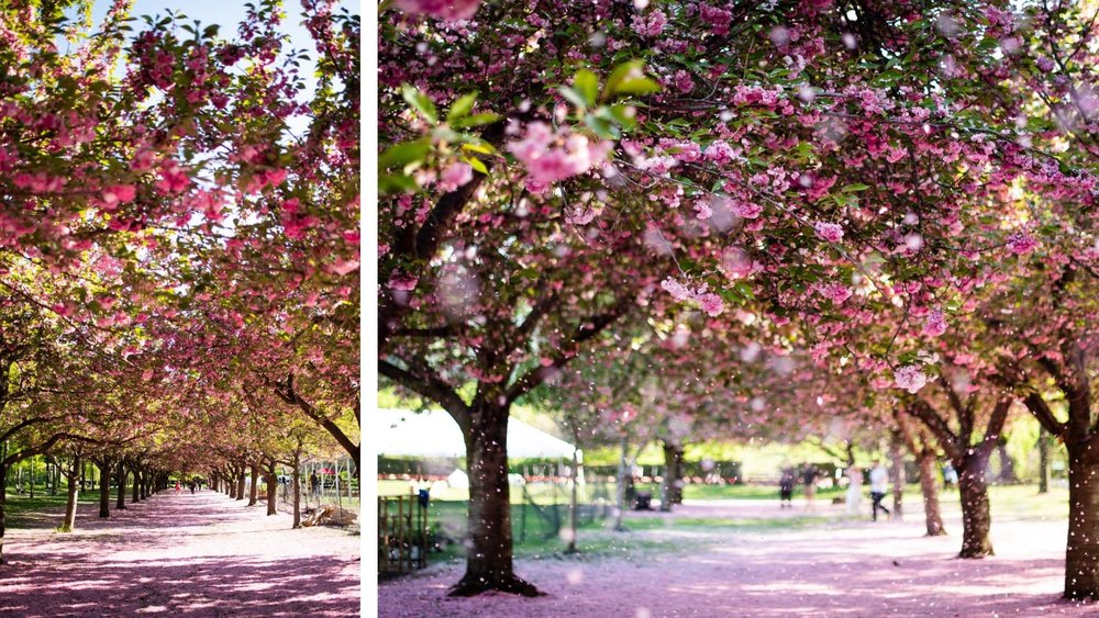 cherry blossoms around the world
