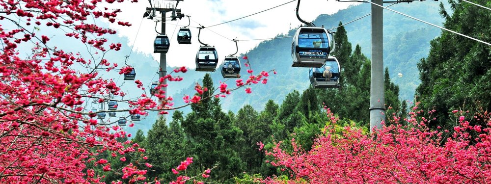 cherry blossoms around the world