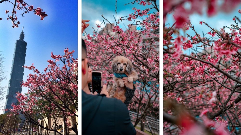 cherry blossoms around the world