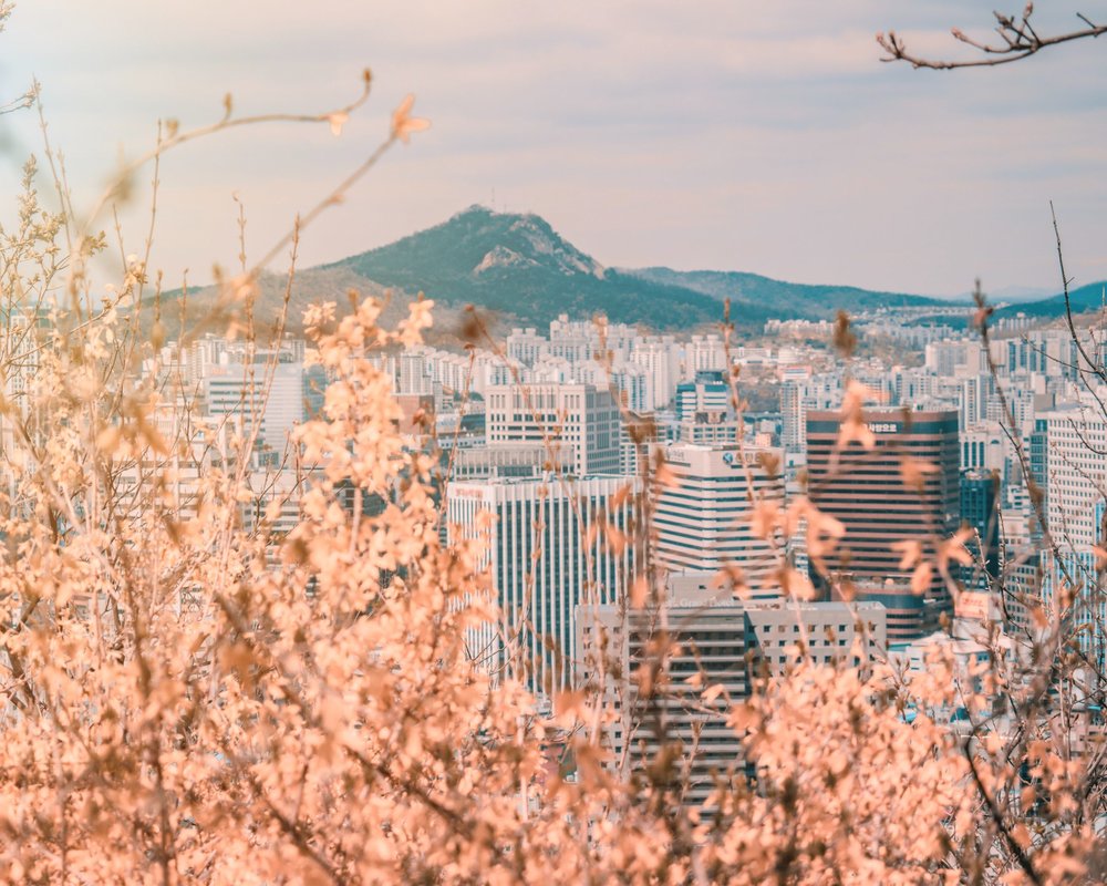 cherry blossoms around the world