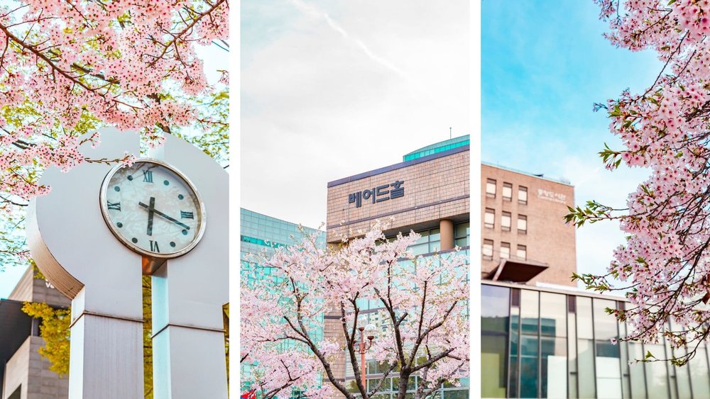 cherry blossoms around the world