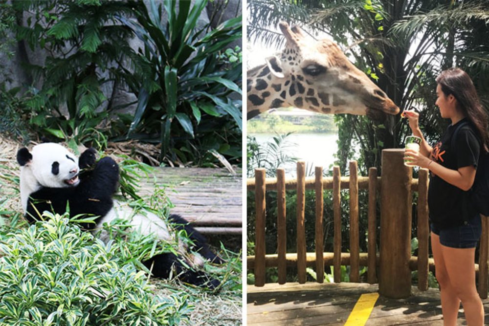 Singapore Zoo