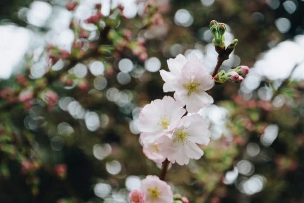 cherry blossoms 2020