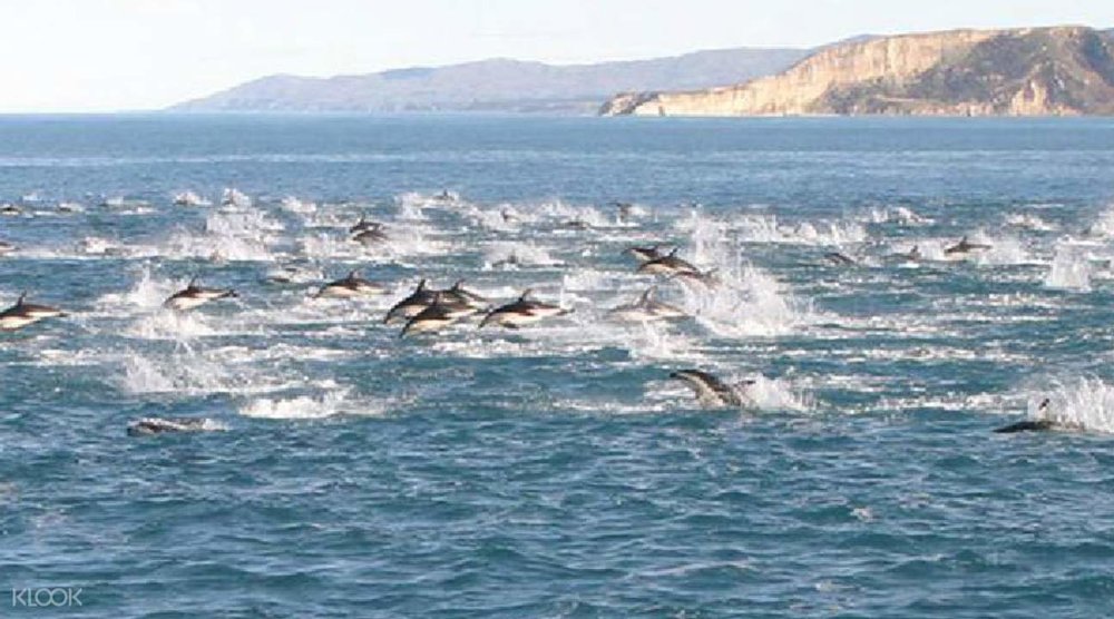 Where else in the world are you able to get up close and personal with dolphins?!