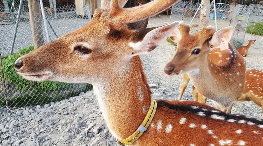 墾丁鹿境梅花鹿生態園區
