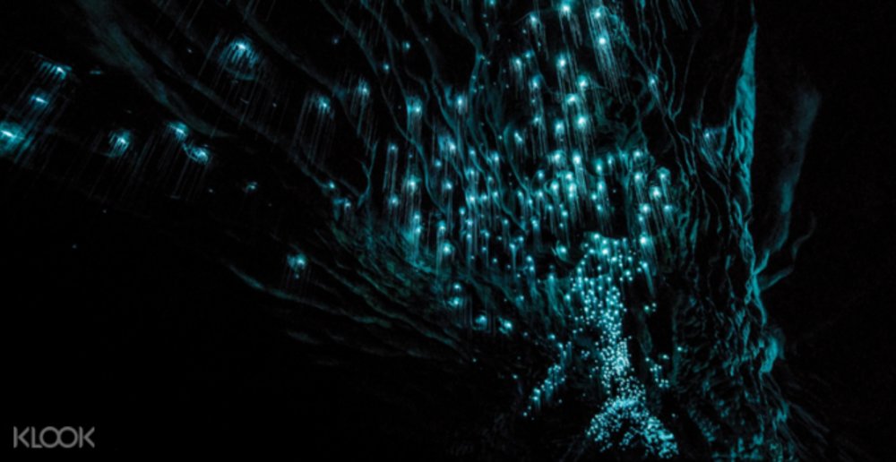 Waitomo Glow Worm Caves
