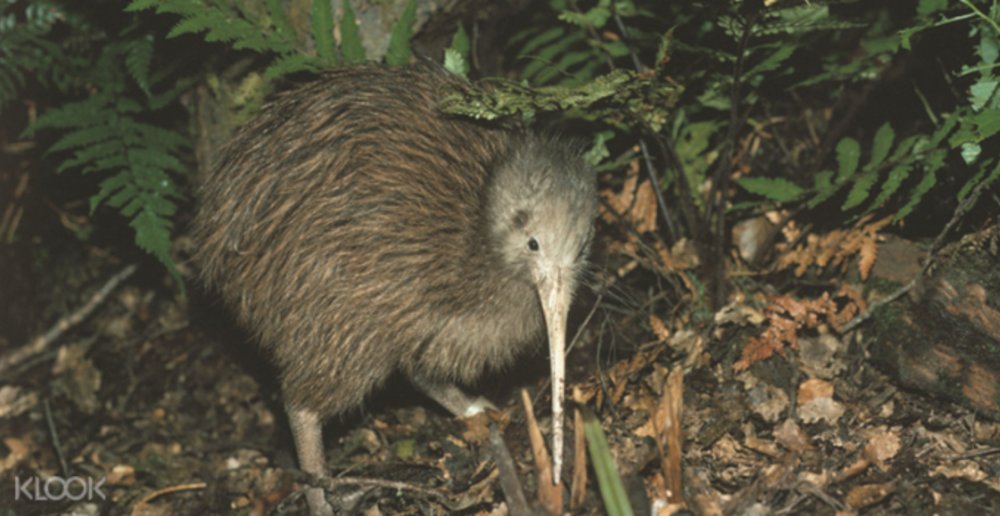 Kiwi Bird Life Queenstown