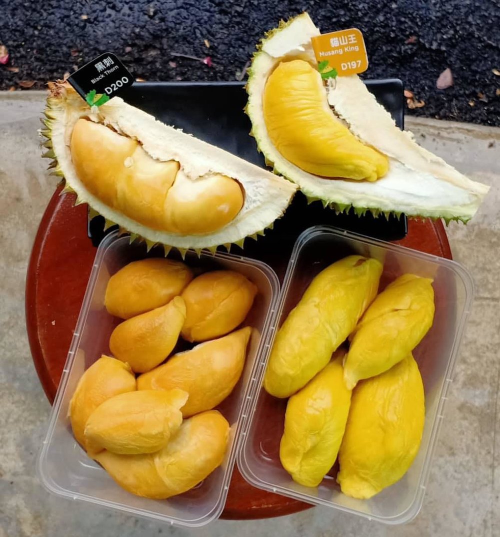 DurianBB KL