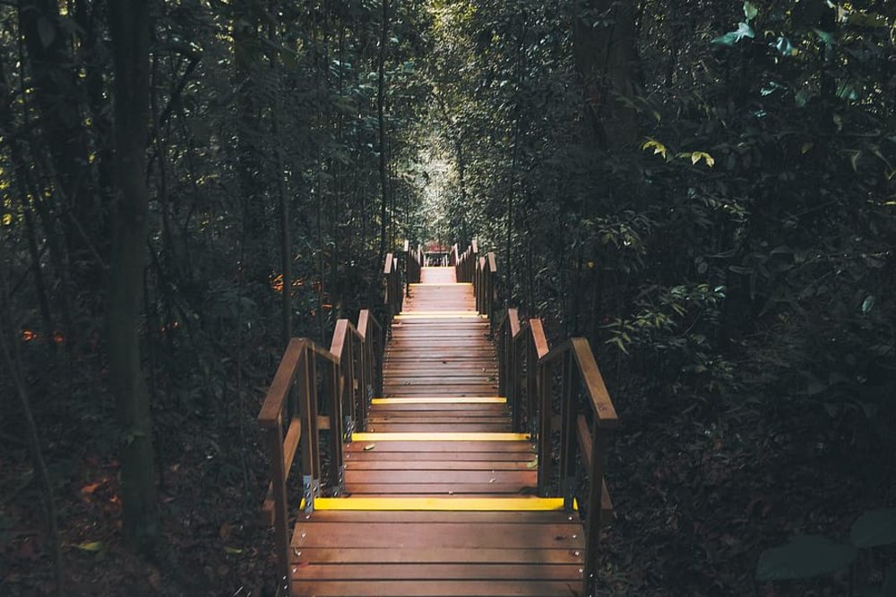 macritchie reservoir running singapore
