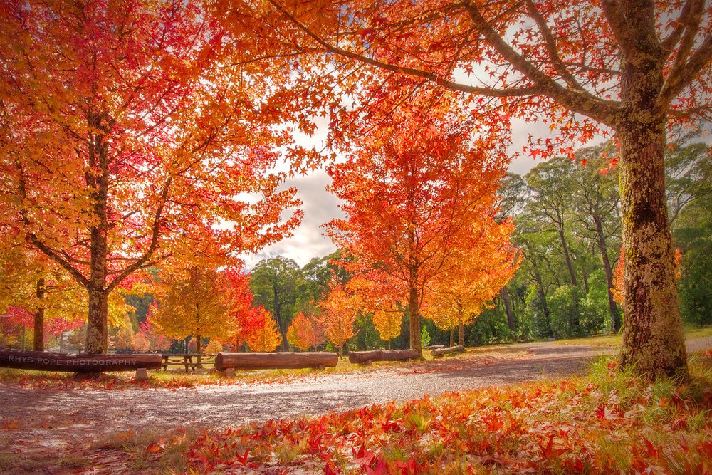 Cathedral Reserve Blue Mountains