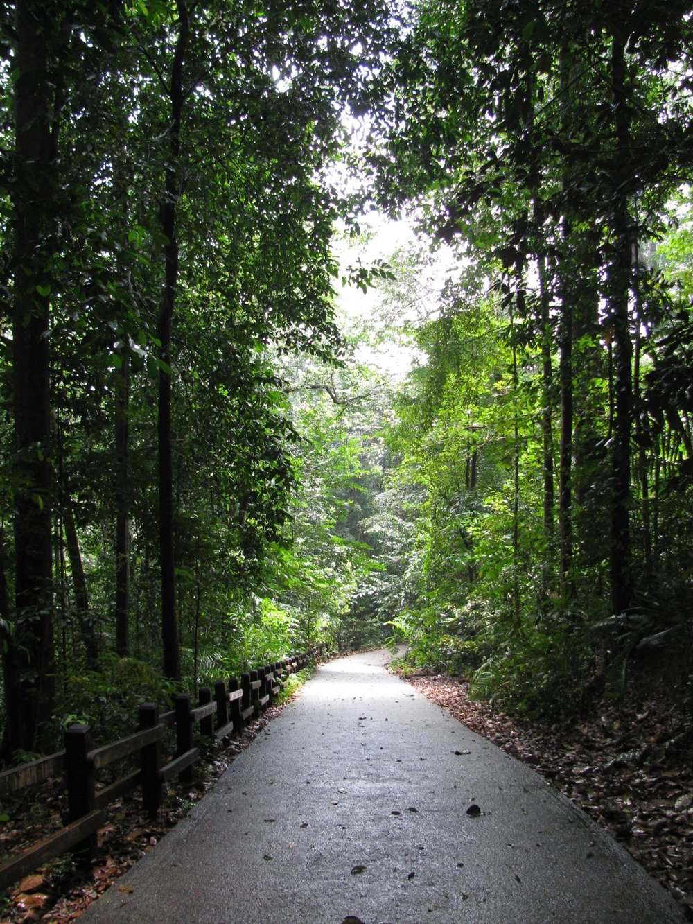 bukit timah nature reserve