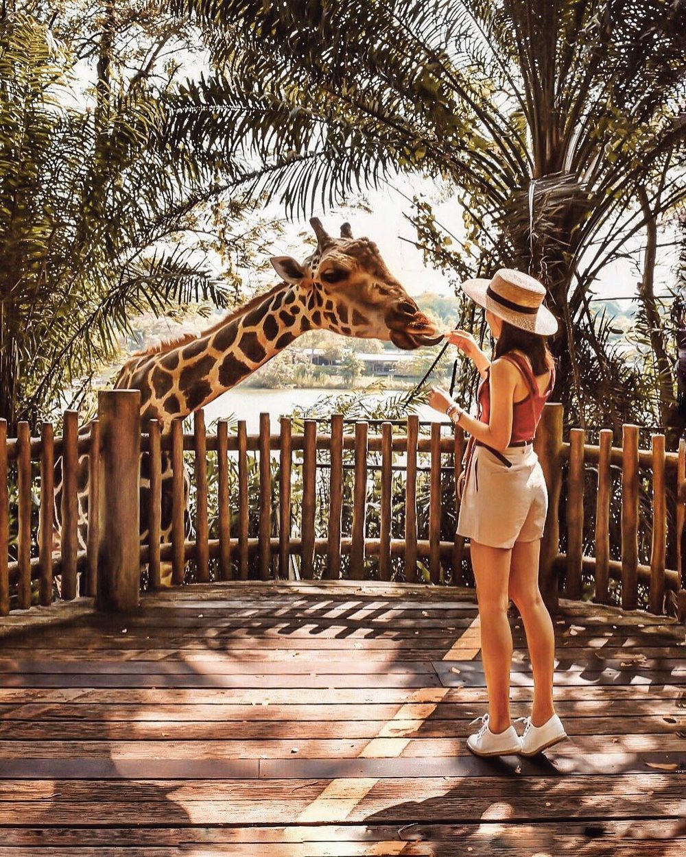 phase 2 attractions reopening singapore zoo