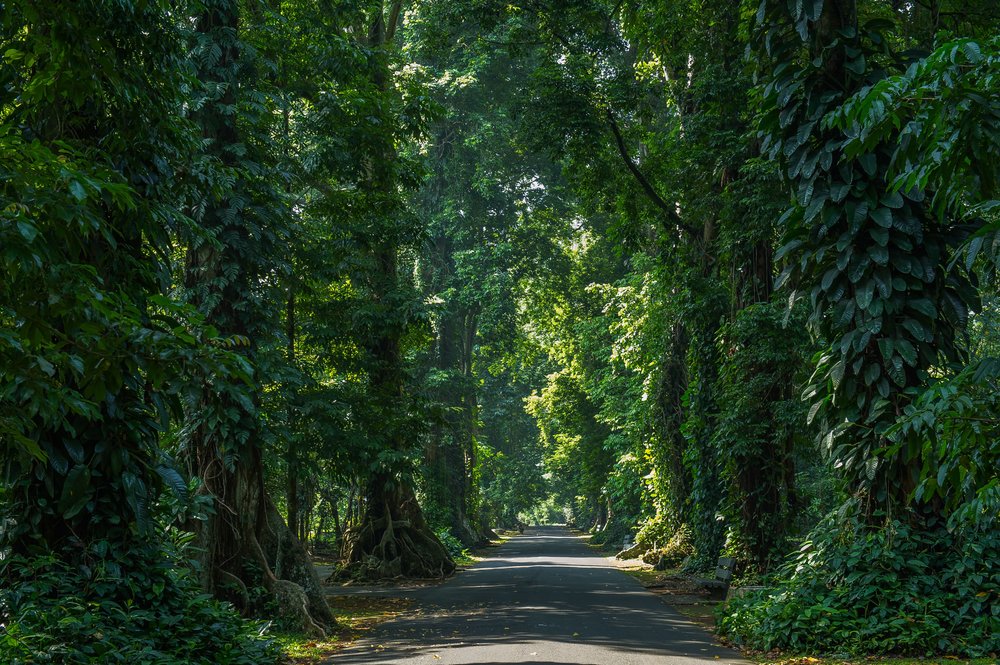 Kebun Raya Bogor