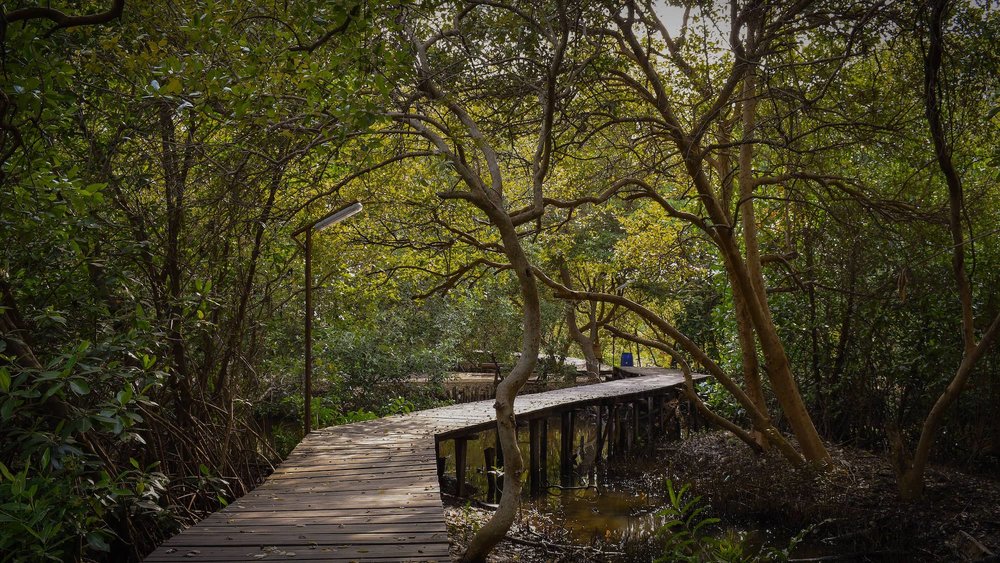 Hutan Mangrove Jakarta