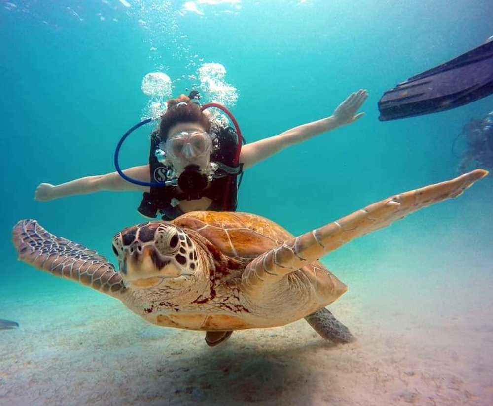 Taaras Pulau Redang Sea Turtles