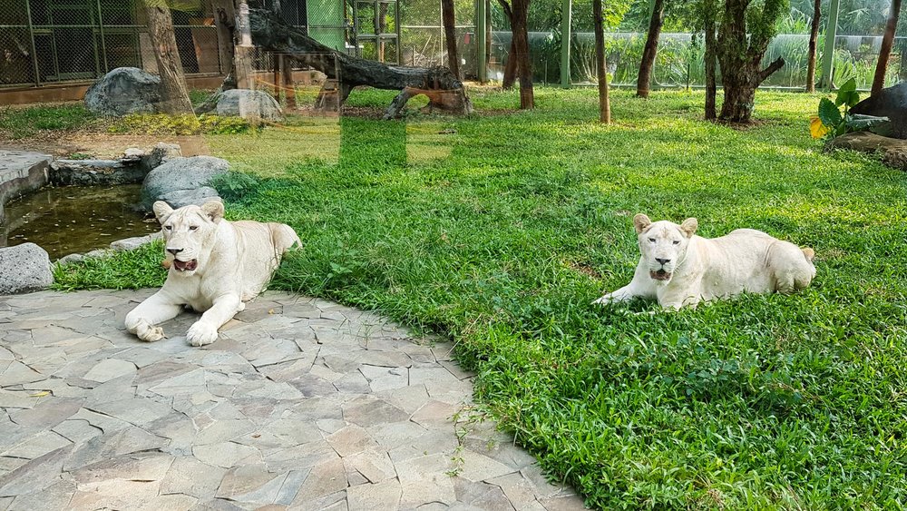 Faunaland Ancol Jakarta