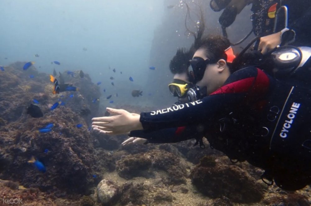 東北角四季灣體驗潛水