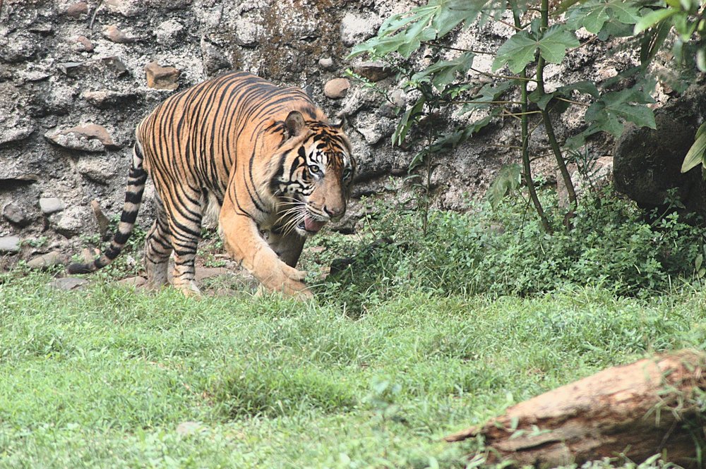 Harimau at Ragunan