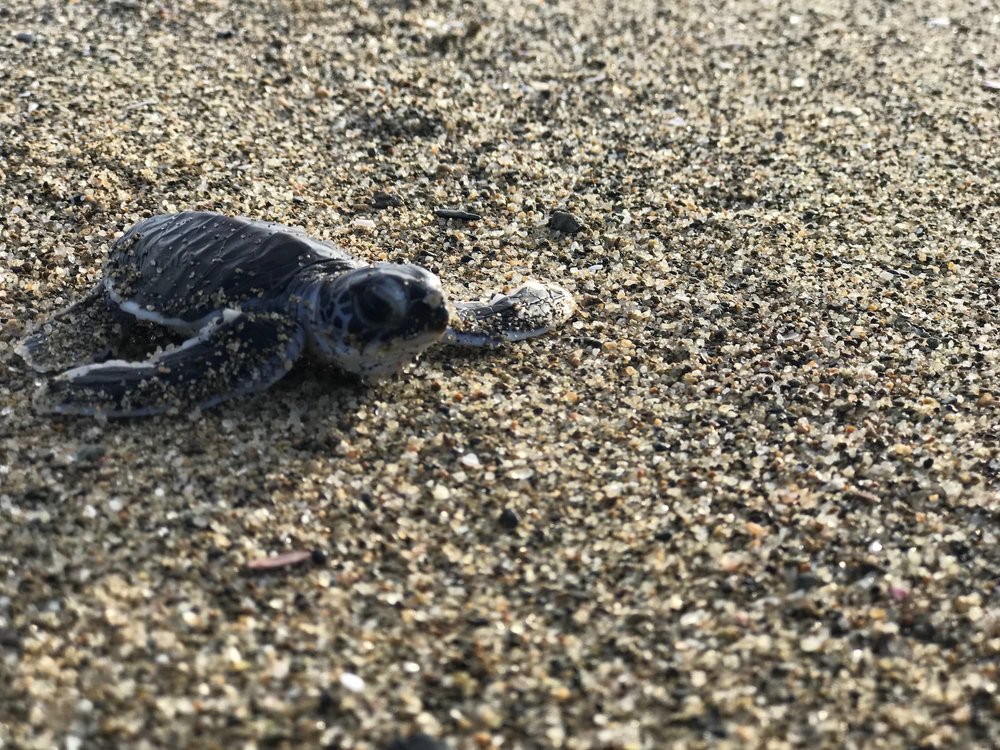 Konservasi Penyu di Pantai Sukamade Banyuwangi