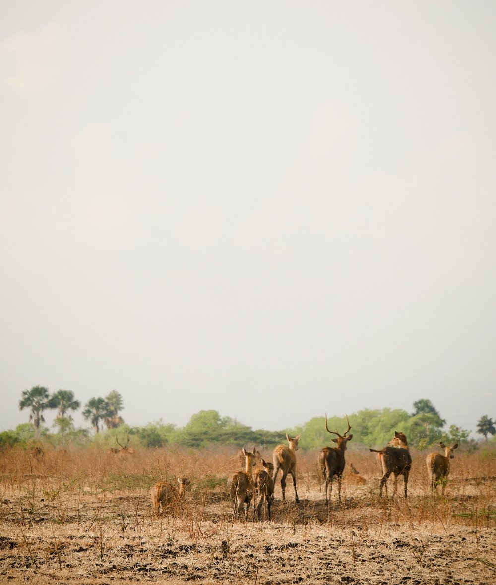 Taman Nasional Alas Purwo Banyuwangi