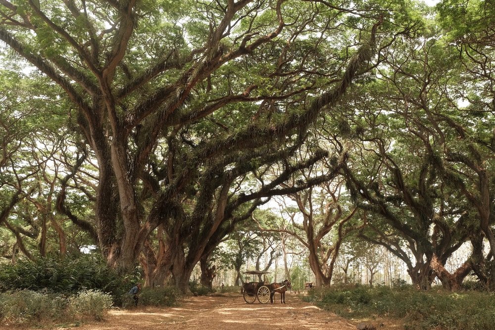De Djawatan Forest Banyuwangi