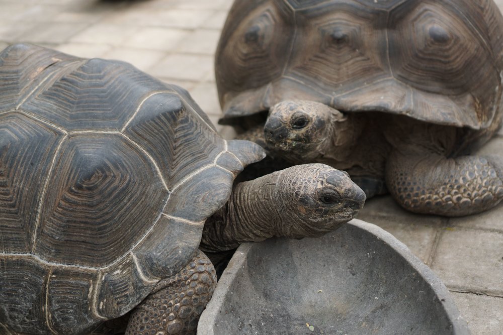 Kura-Kura di Faunaland Ancol Jakarta