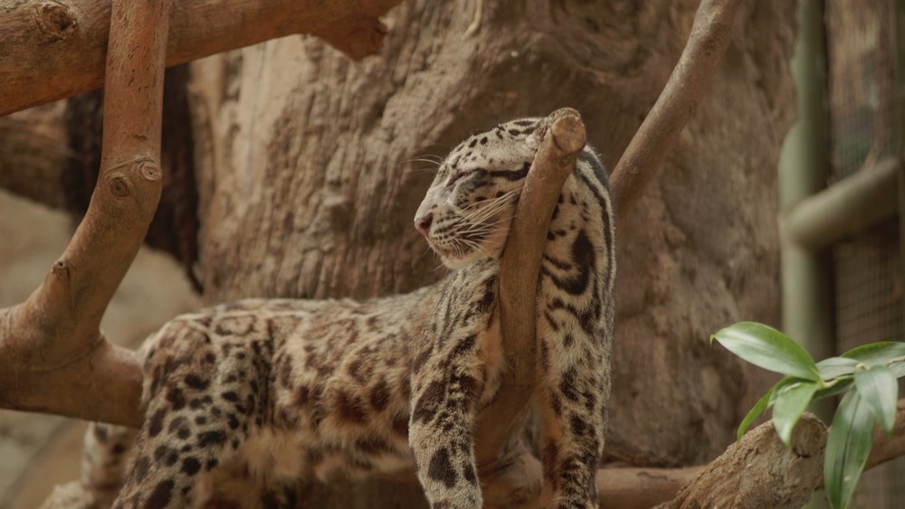 Macan Dahan Faunaland Ancol