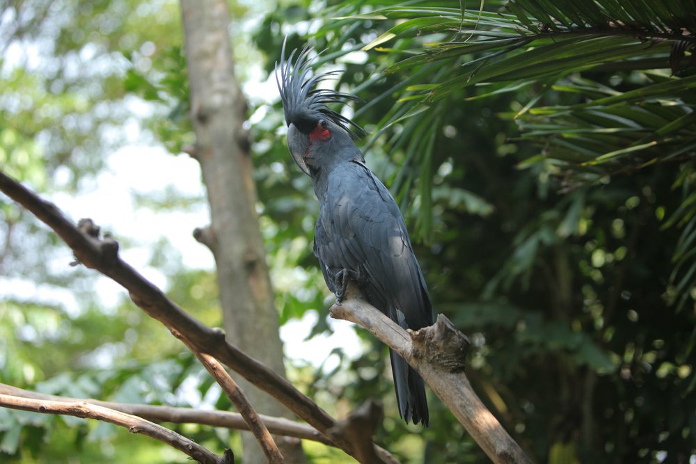 Kakaktua Raja di Faunaland Ancol Jakarta