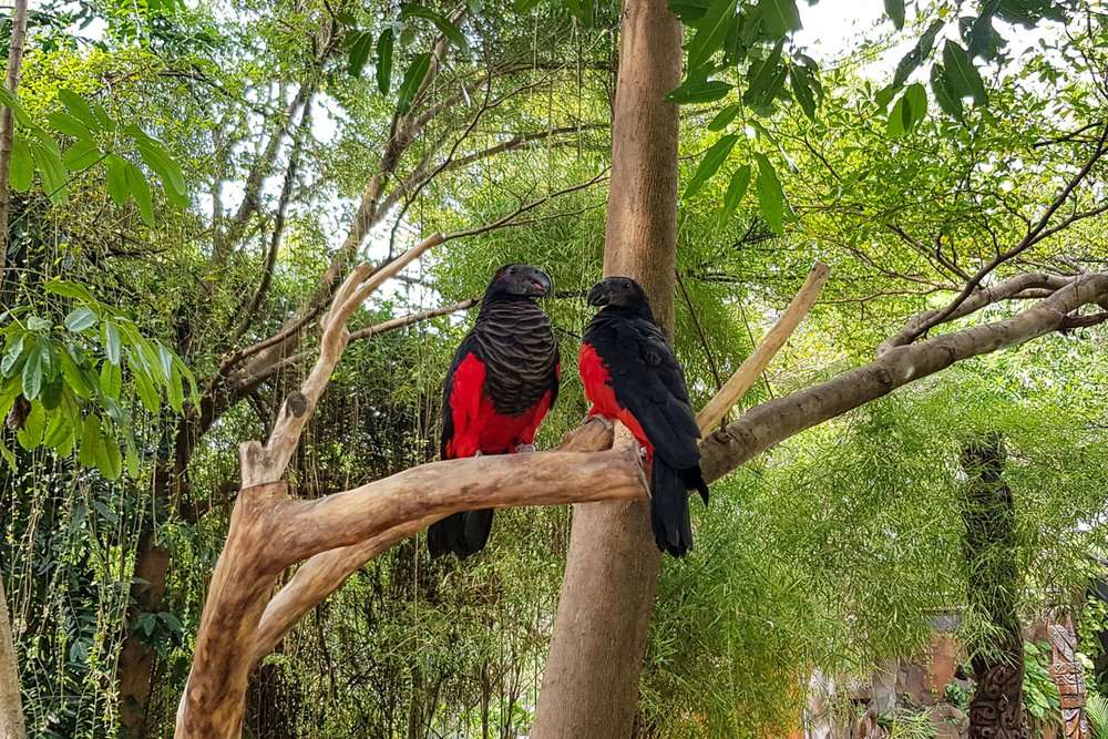 Kasturi Raja di Faunaland Ancol Jakarta