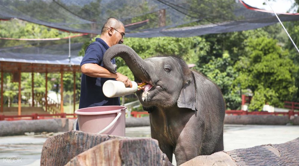 Kuala Gandah Elephant Conservation Centre