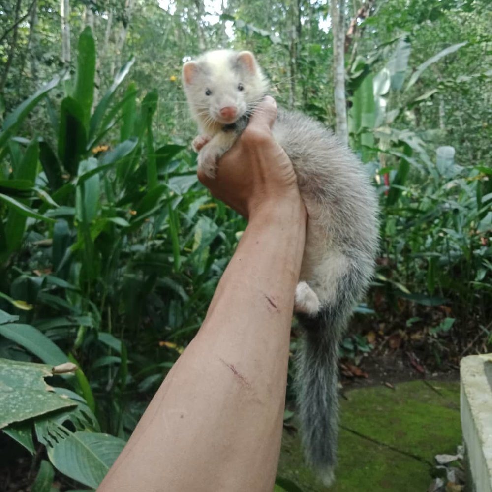 Deerland Park Temerloh