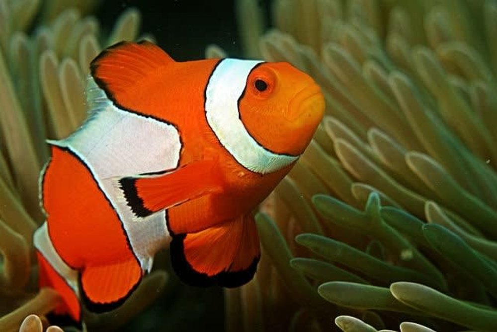 clown fish cebu island nalusuan island finding nemo anemone sea diving