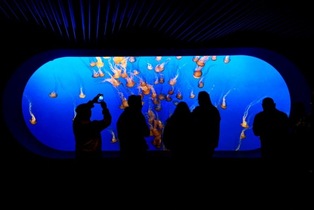 Monterey Aquarium California