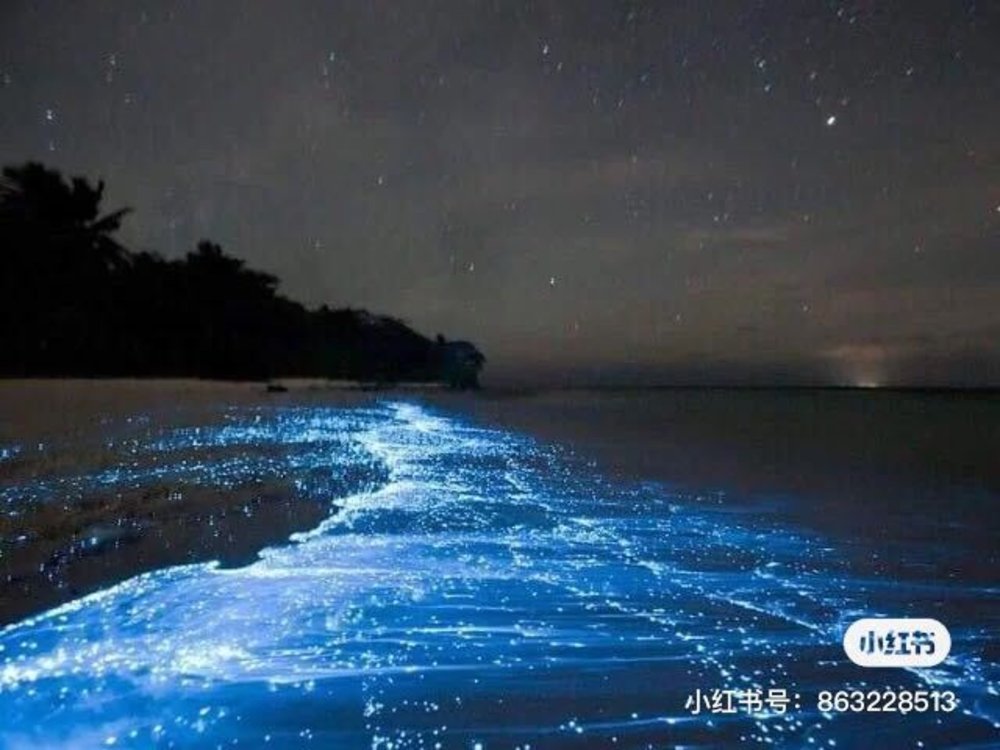 pulau lalang blue tears