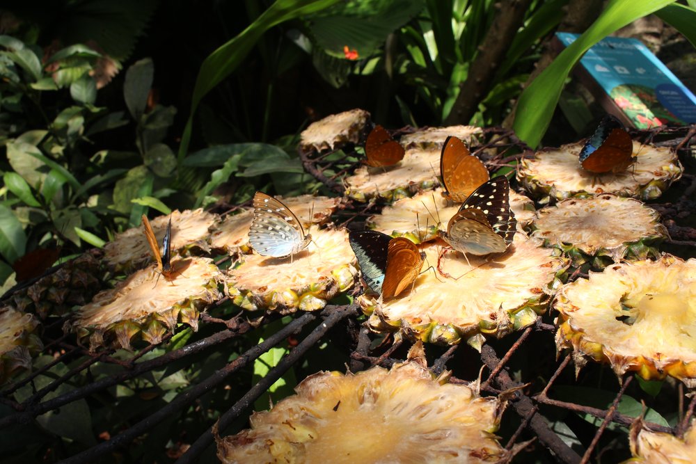 entopia butterfly