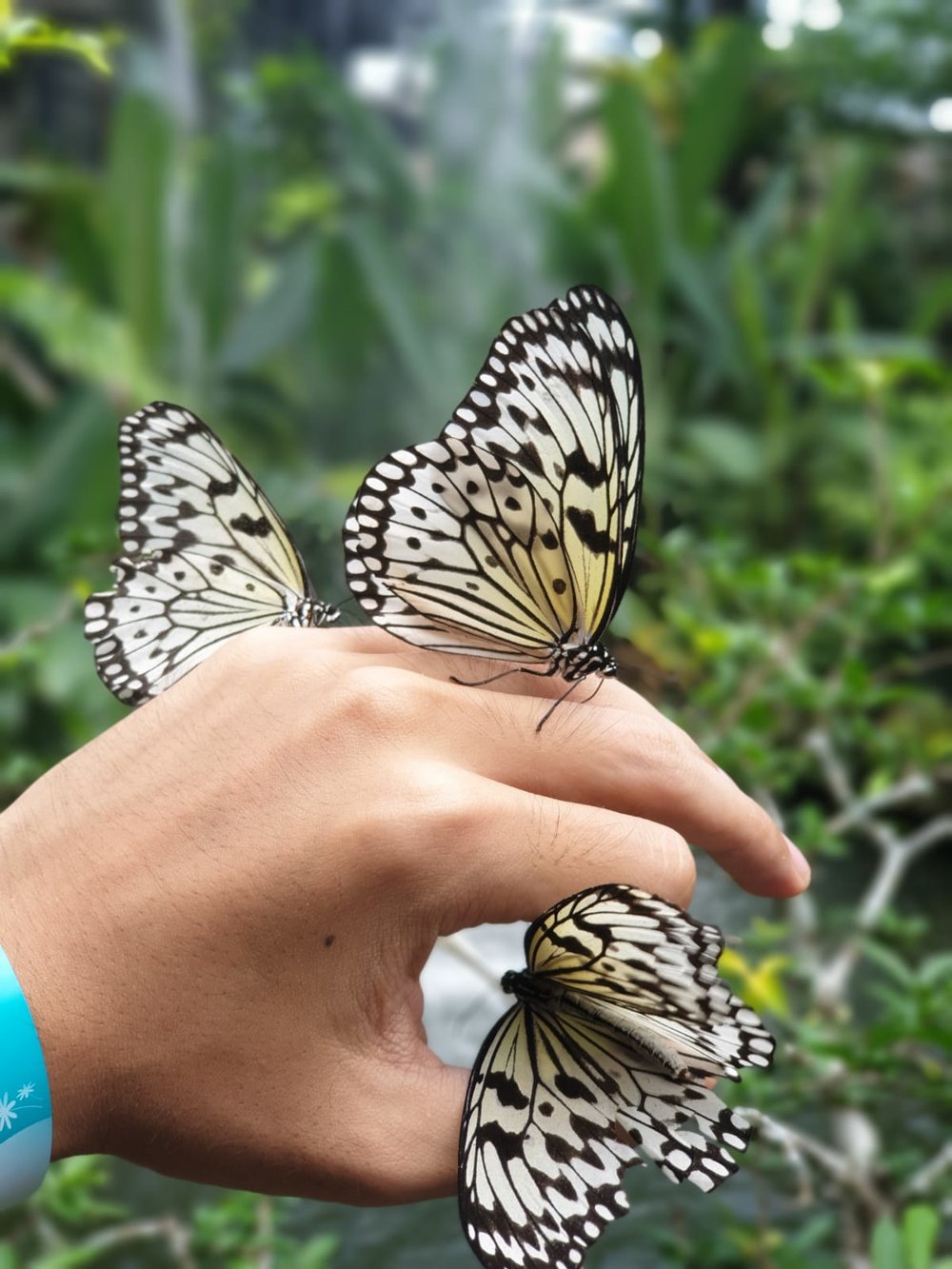 entopia butterfly