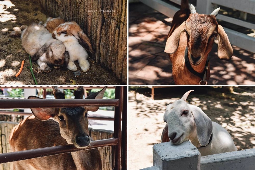 Animal Farm สวนสนุกดรีมเวิลด์