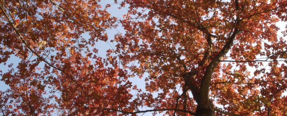 元朗大棠單車路線