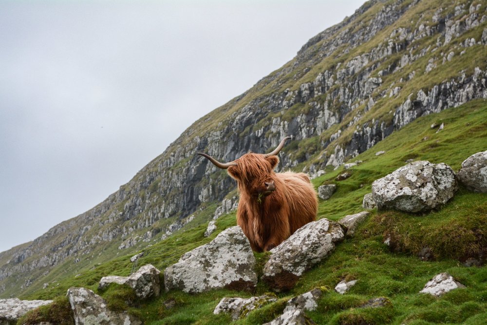 Highland Cow in Scotland