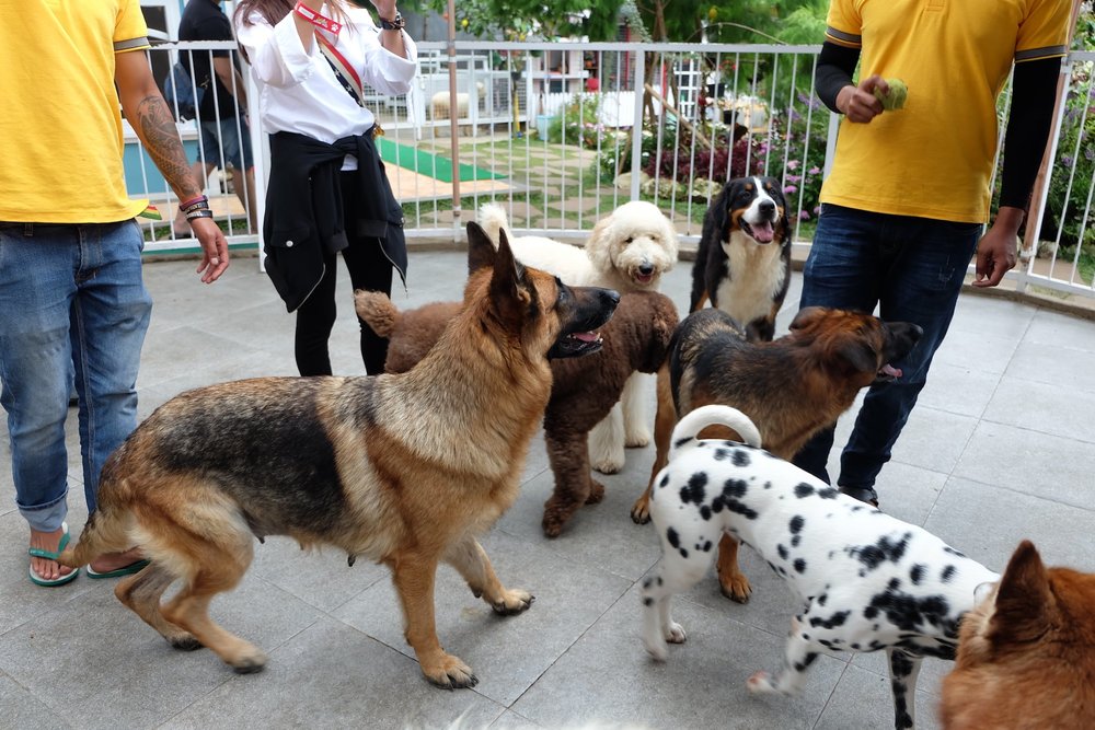 Rumah Guguk - Anjing-Anjing di Kebunku