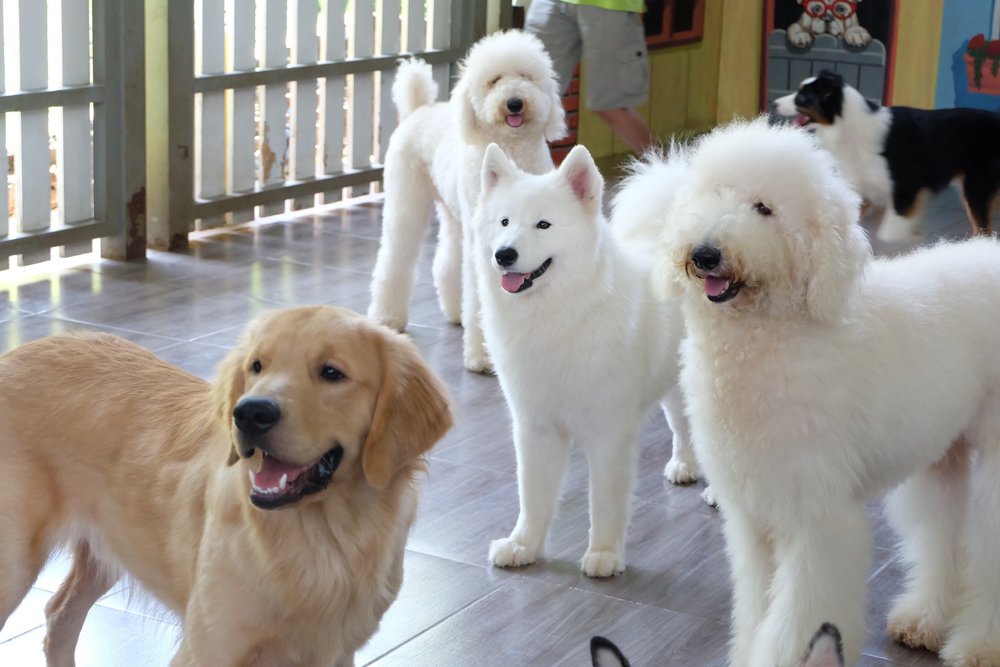 Rumah Guguk - Anjing di Kebunku