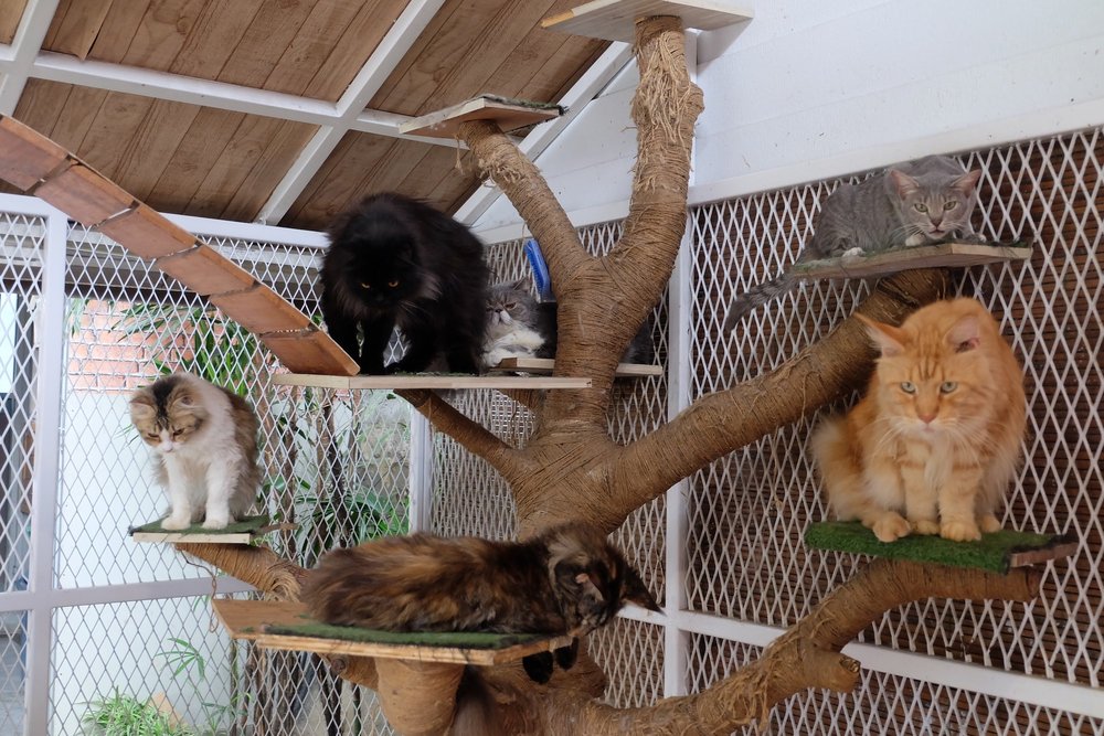 Rumah Guguk - Kucing di Kebunku