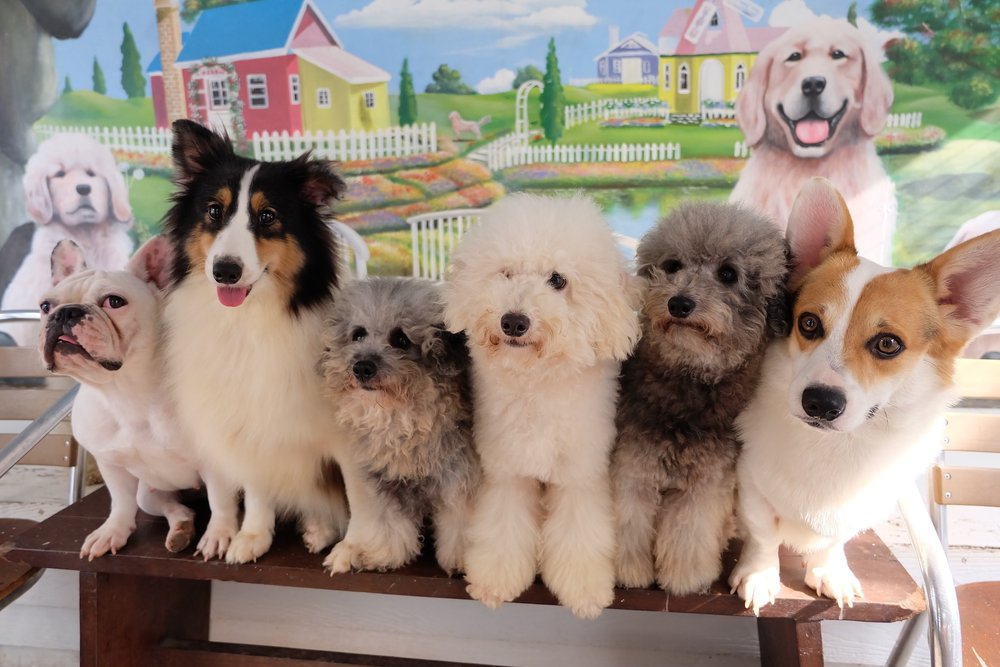 Rumah Guguk - Anjing Pose