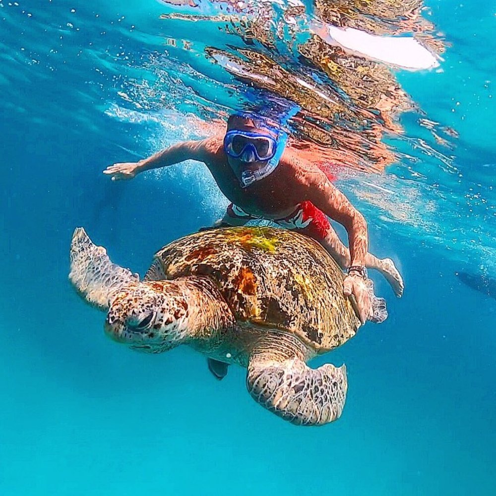 pulau redang with sea turtle