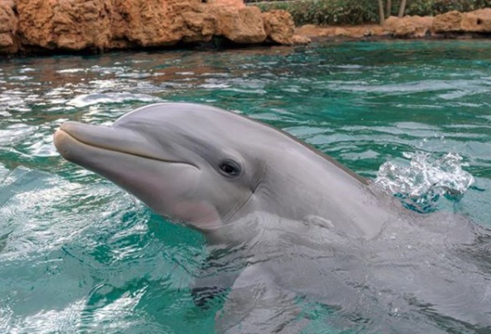 SeaWorld Orlando - Dolphin