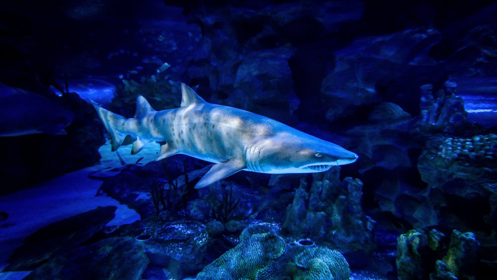 aquaria klcc tickets