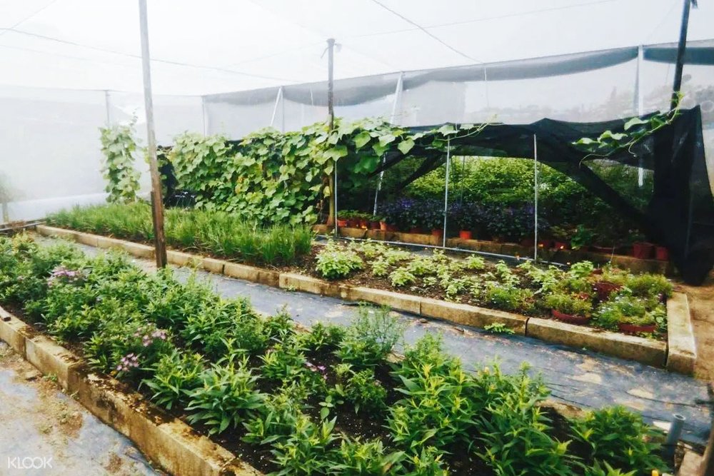 SG Edible Farm Tour