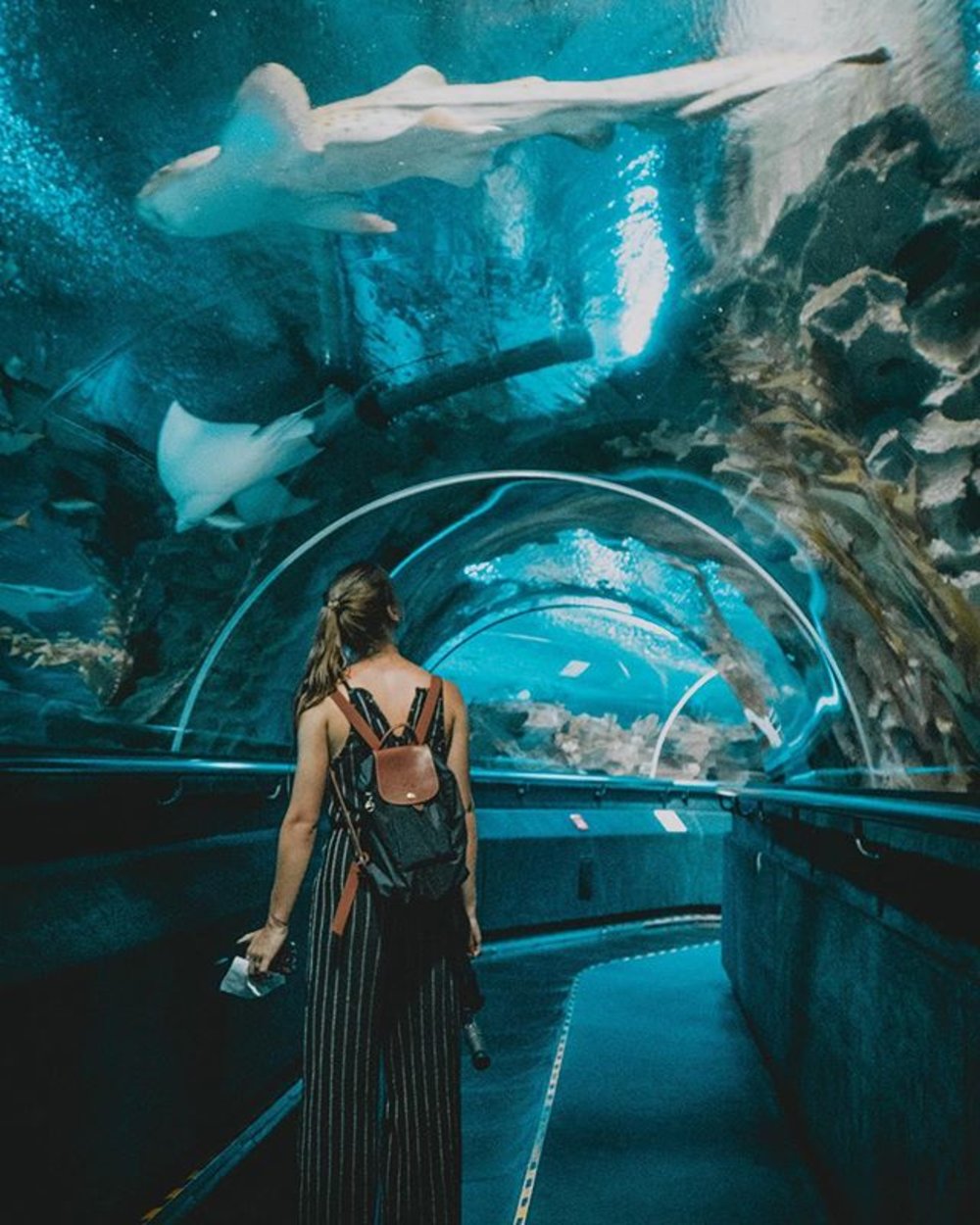 The Klook Guide To Aquaria KLCC 2020: Discounted Tickets, Visit Tips ...