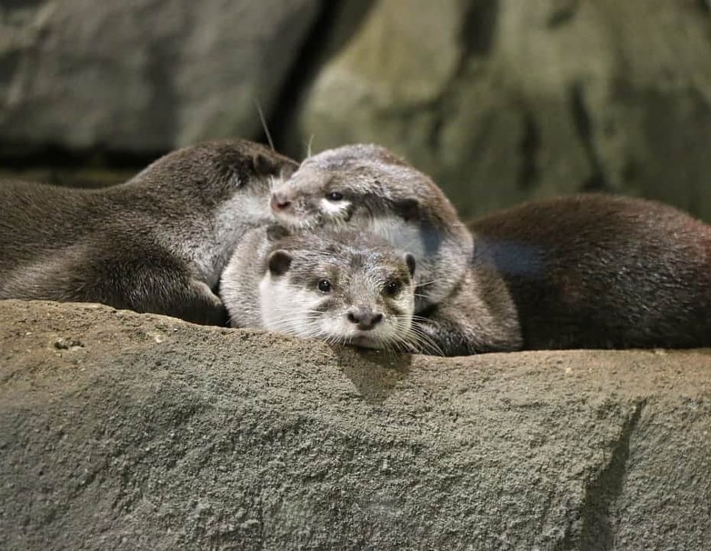 aquaria klcc otters