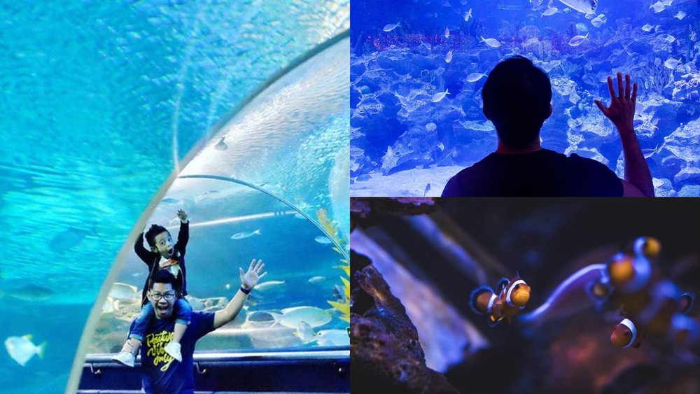 Aquaria KLCC How To Get To Aquaria KLCC By Car, Train, And Bus